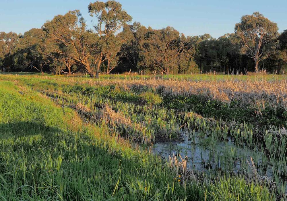 Wetland construction by Geelong excavation company